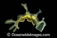 Nudibranch free swimming Photo - Gary Bell