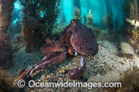 Maori Octopus Photo - Gary Bell