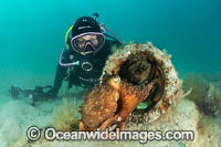 Diver and Maori Octopus Photo - Gary Bell