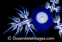 Nudibranch feeding on Blue Button Jellyfish Photo - Gary Bell