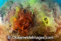 Marine Plant Flinders Photo - Gary Bell