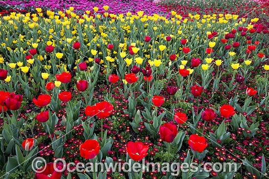 Tulips Floriade Festival photo