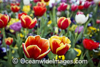 Tulips Floriade Festival Photo - Gary Bell