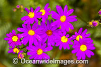 Wild Daisy Flowers Photo - Gary Bell