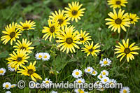 Wild Daisy Flowers Australia Photo - Gary Bell