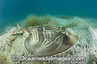 Southern Fiddler Ray Victoria Photo - Gary Bell