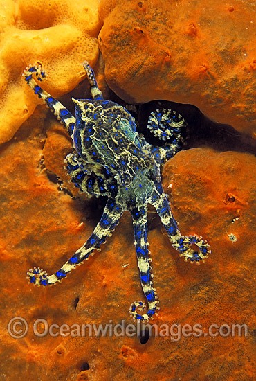 southern-blue-ringed-octopus-24M1633-07.