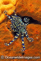 Blue-ringed Octopus on sponge Photo - Gary Bell