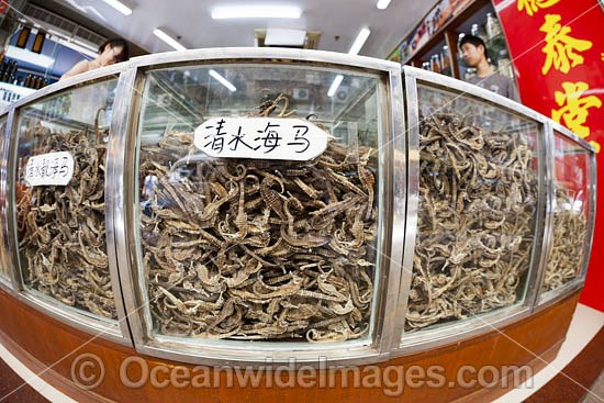 Dried Seahorse Medicine China photo