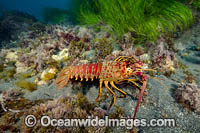 California Spiny Lobster Photo - David Fleetham