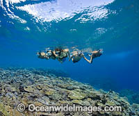 Snorkeling Fiji coral reef Photo - David Fleetham