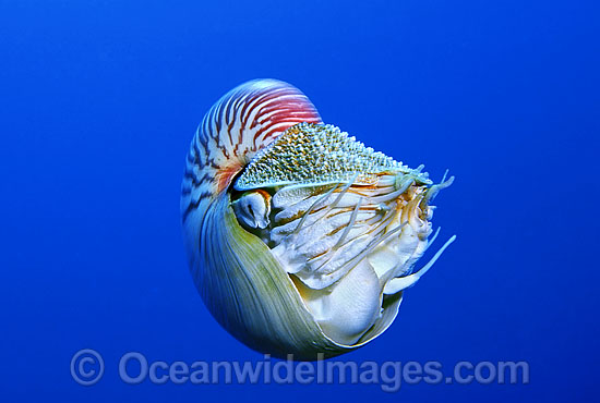Chambered Nautilus Nautilus pompilius photo