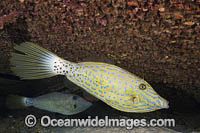 Scribbled Filefish Photo - David Fleetham