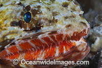 Orangemouth Lizardfish Photo - David Fleetham