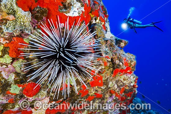 Diver and Banded Sea Urchin photo