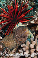 Moray eel and Slate Urchin Photo - David Fleetham