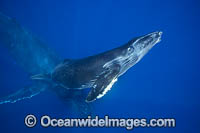 Humpback Whale mother and calf Photo - David Fleetham
