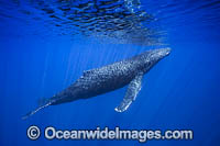 Humpback Whale Photo - David Fleetham