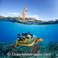 Girl on Paddleboard with Green Sea Turtle Photo - David Fleetham