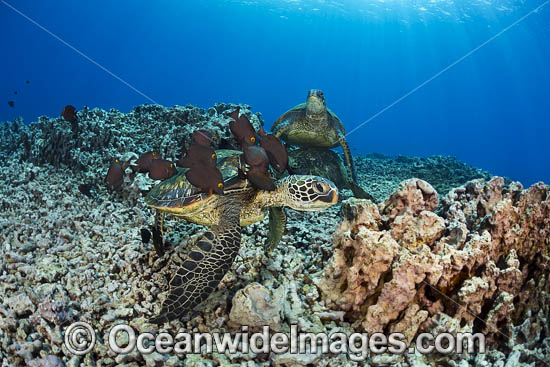 Surgeonfish cleaning Green Sea Turtle photo