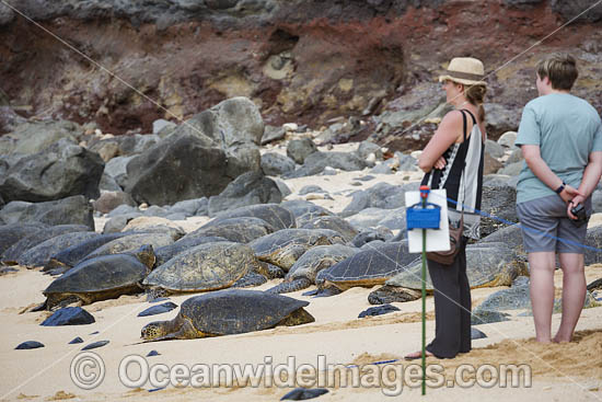 Tourists and Green Sea Turtles photo