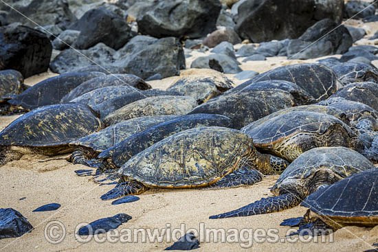 Green Sea Turtle on beach photo