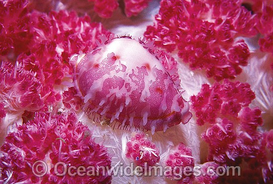 Allied Cowry on Soft Coral photo