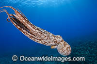Day Octopus swimming Photo - David Fleetham