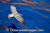Western Gull Larus occidentalis Photo - David Fleetham