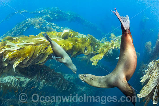 California Sea Lions in kelp photo
