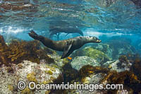 Guadalupe Fur Seal Photo - David Fleetham