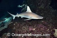 Sandbar Shark Hawaii Photo - David Fleetham