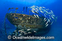 Artificial Reef Hawaii Photo - David Fleetham