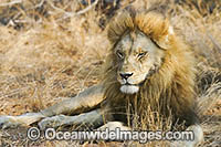 Male Lion Photo - David Fleetham