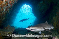 Grey Nurse Shark South West Rocks Photo - Gary Bell