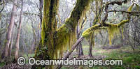 Gondwana Rainforest moss Photo - Gary Bell