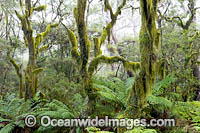Gondwana Rainforest moss Photo - Gary Bell