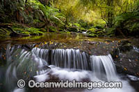 Rainforest Cascade Photo - Gary Bell