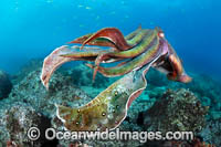 Giant Cuttlefish Coffs Harbour Photo - Gary Bell