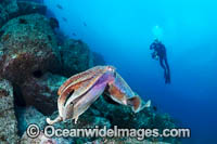 Diver with Giant Cuttlefish Photo - Gary Bell