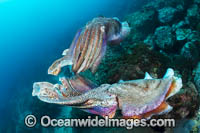 Giant Cuttlefish two males rivalling Photo - Gary Bell