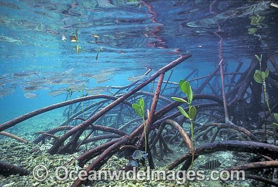 Anchovy amongst Mangrove roots photo