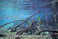 Anchovy amongst Mangrove roots Photo - Gary Bell