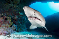Grey Nurse Shark Solitary Islands Photo - Gary Bell