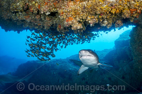 Grey Nurse Shark Solitary Islands photo