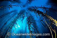 Scuba Diver in Giant Kelp Photo - Gary Bell