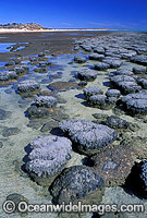 Stromatolites single celled Blue-green Algae Photo - Gary Bell