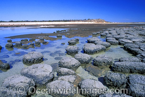 Stromatolites Blue-green Algae Hamelin Pool photo