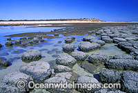 Stromatolites Blue-green Algae Hamelin Pool Photo - Gary Bell