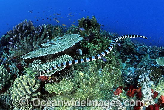 Banded Sea Snake searching for prey photo